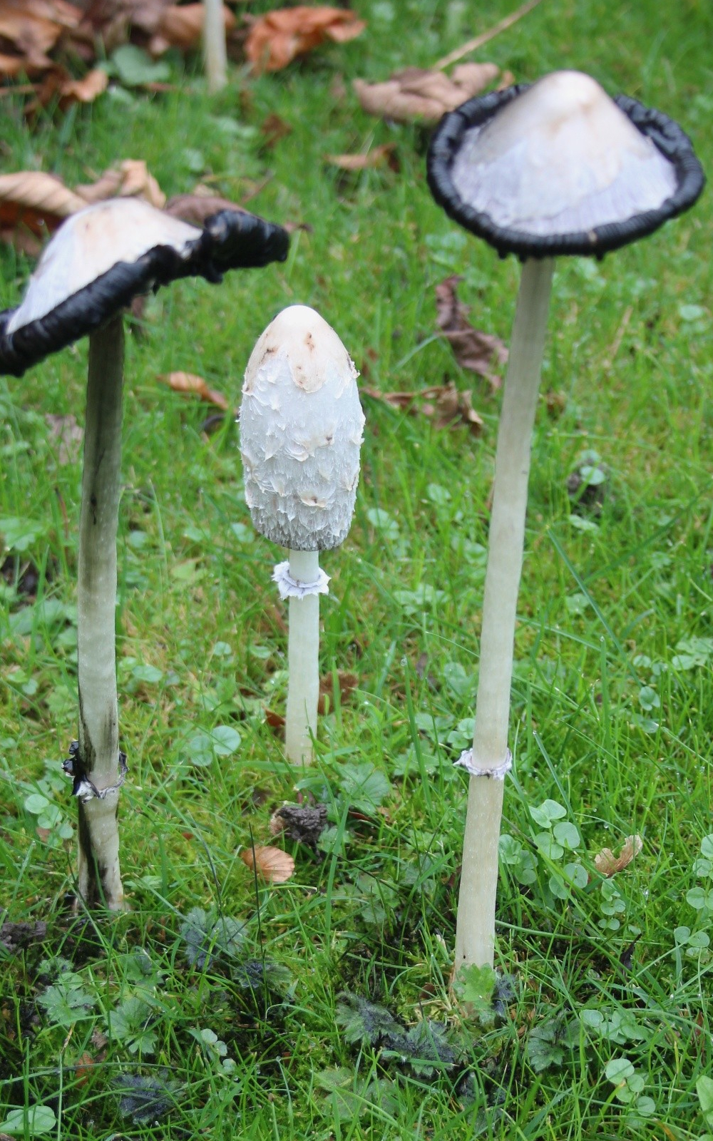 Woodland stream and bridge
