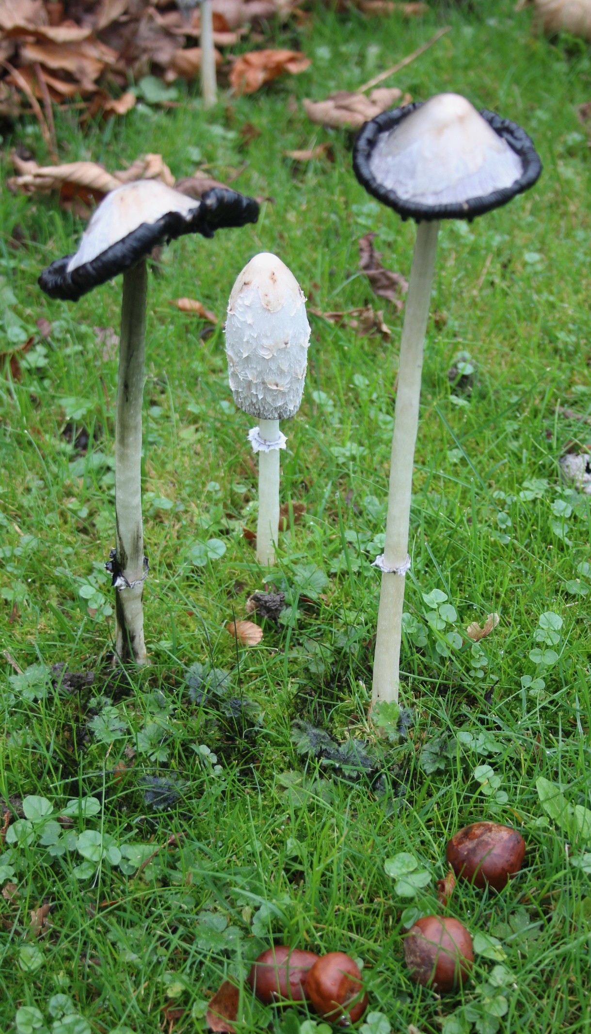 Woodland stream and bridge