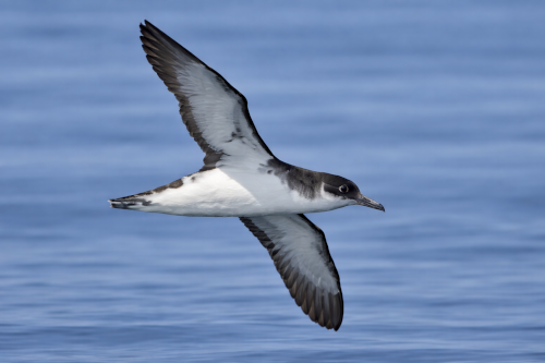 Shearwater in flight over sea