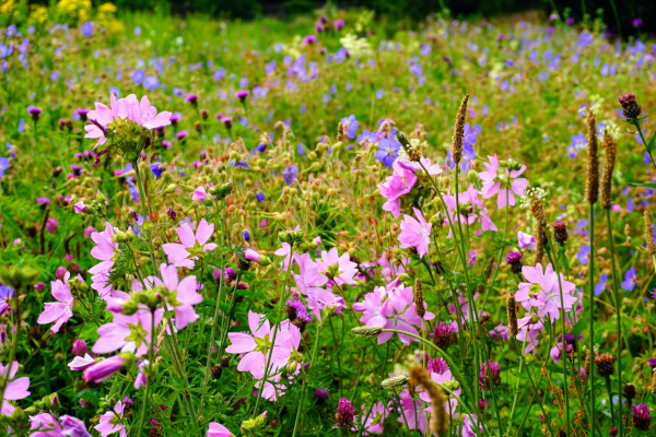 Garden meadow in Ballasalla