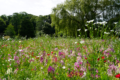 Wildflower meadow planting