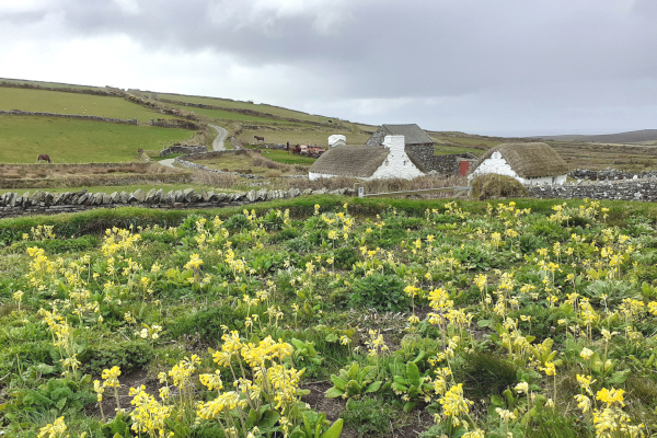 Bespoke seed mix at Cregneash Village