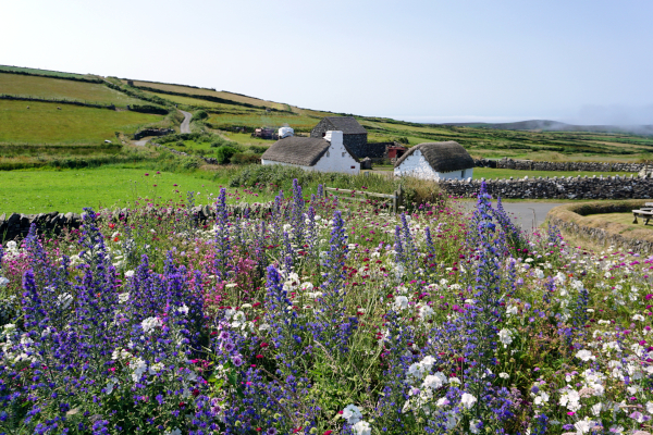 Flowering display from bespoke seed mix at Cregneash Village