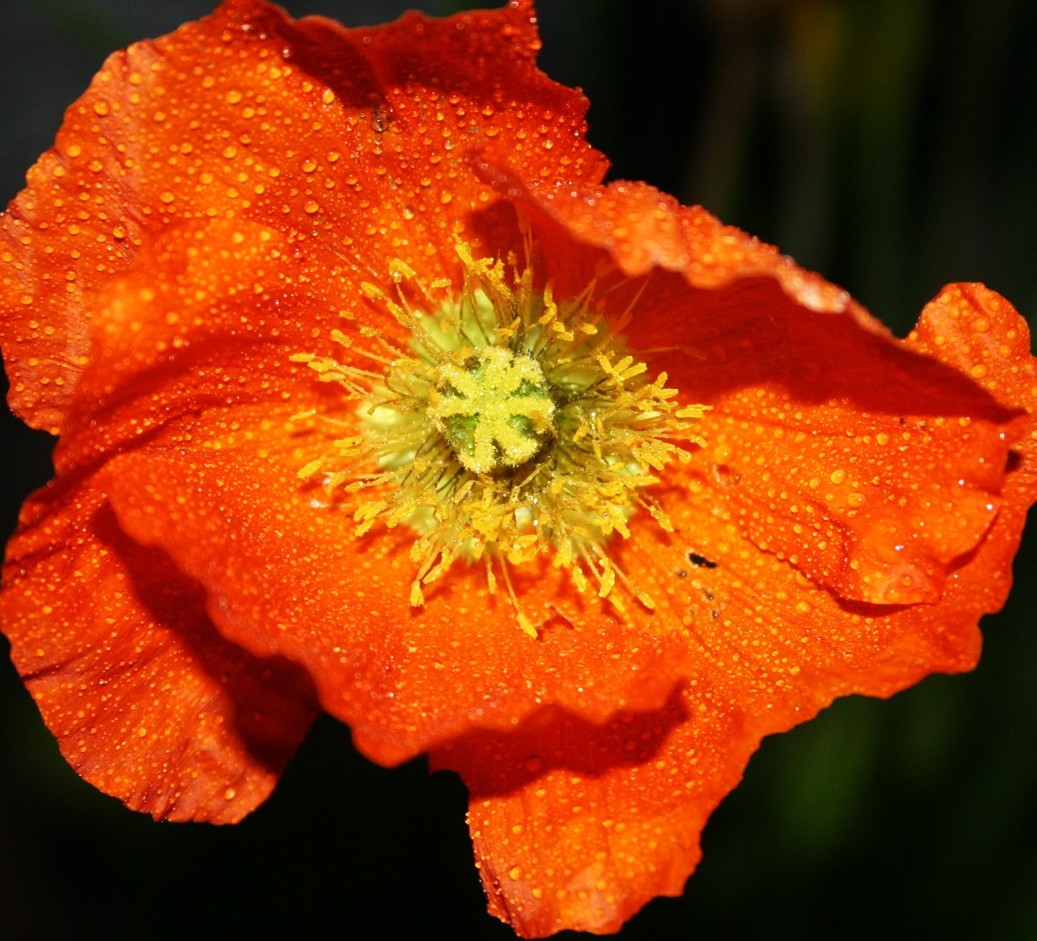 Orange flower close-up