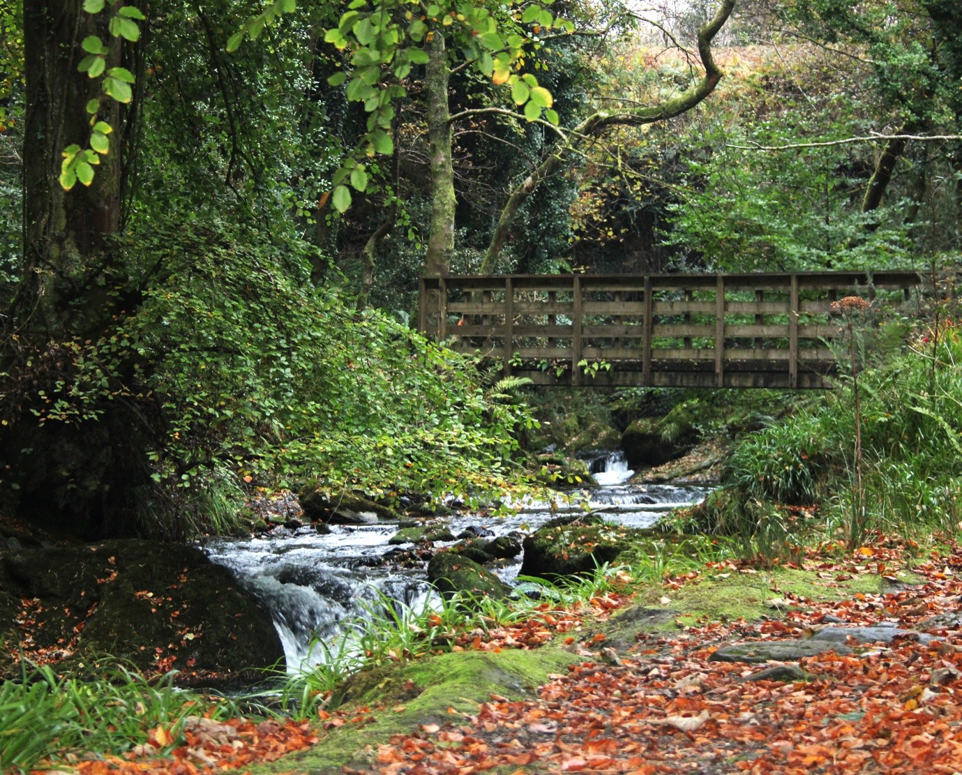 Wildlife and habitat photo