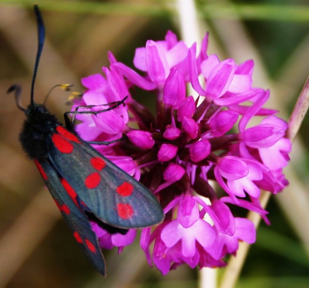 Moth on flower